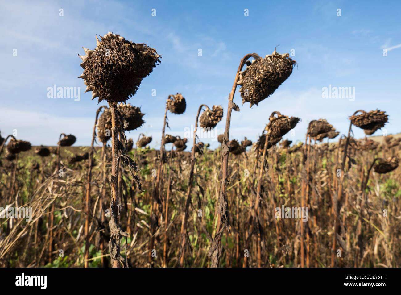 Dried up Sunflowers in November, Berkshire, England, UK Stock Photo