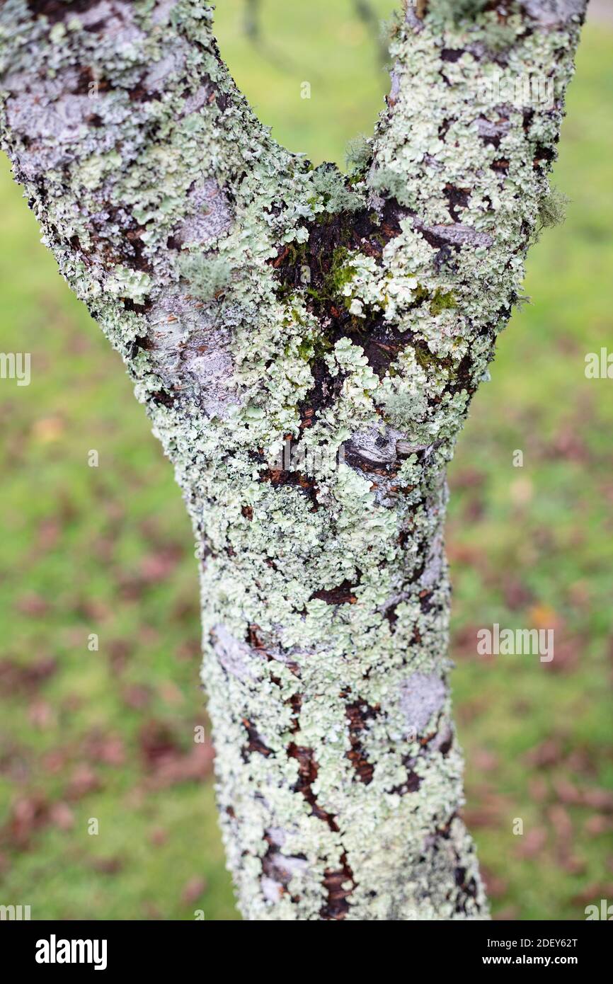 Lichen growing on tree trunk, Devon, UK Stock Photo