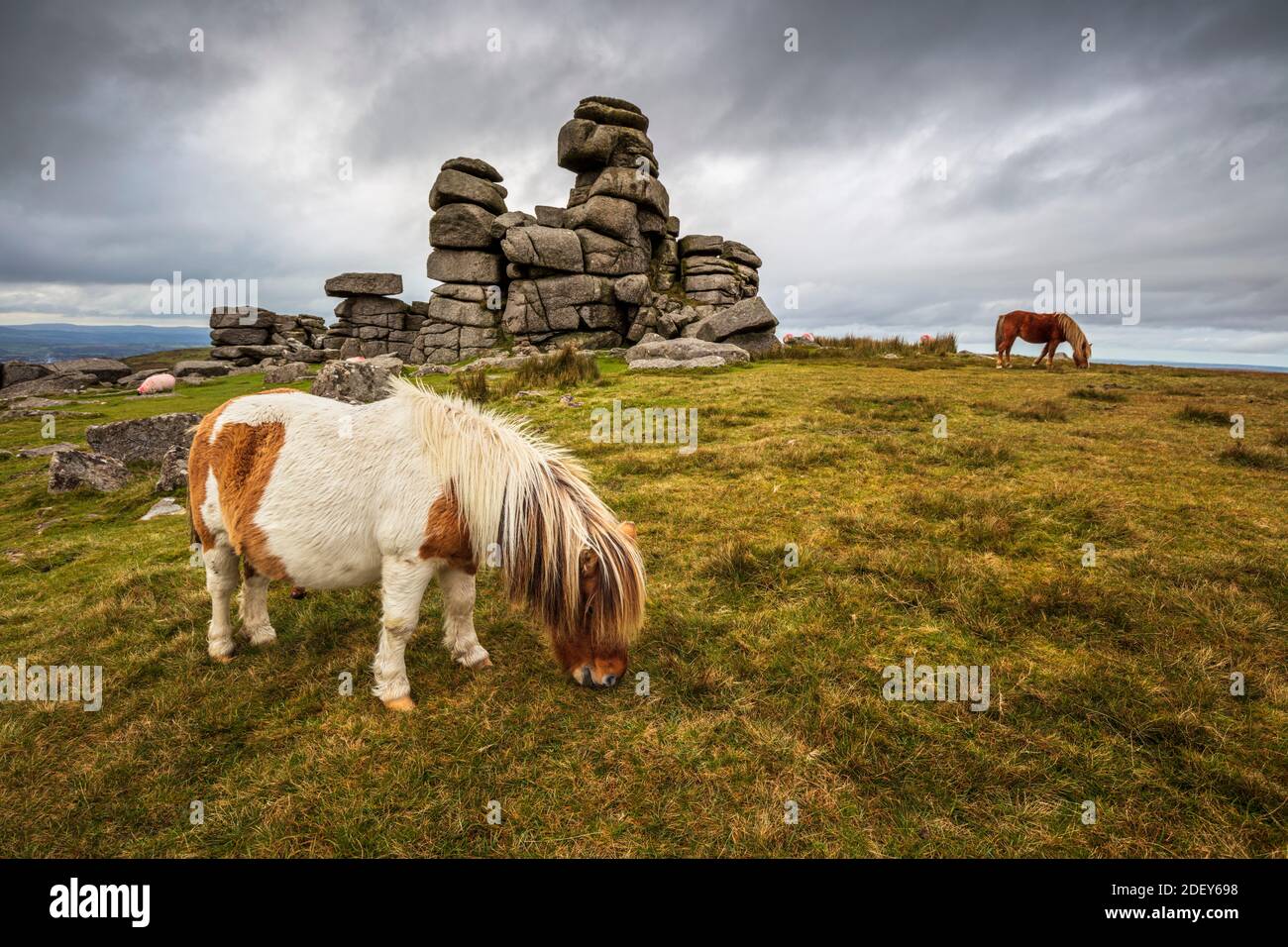 Wild Dartmoor ponies at Staple Tor near Merrivale, Dartmoor National
