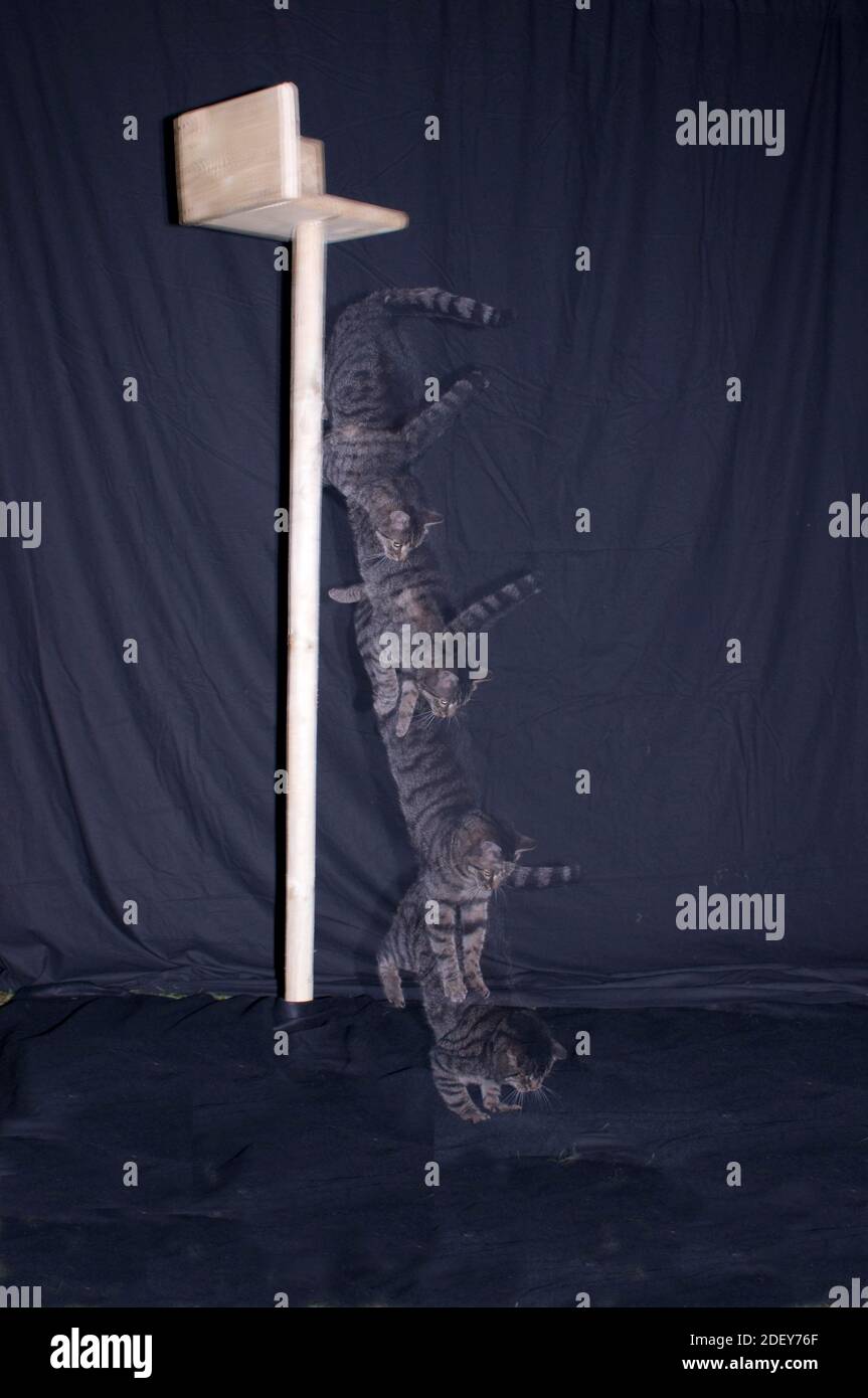 A strobe picture showing a domestic cat leaping and landing on feet. Stock Photo