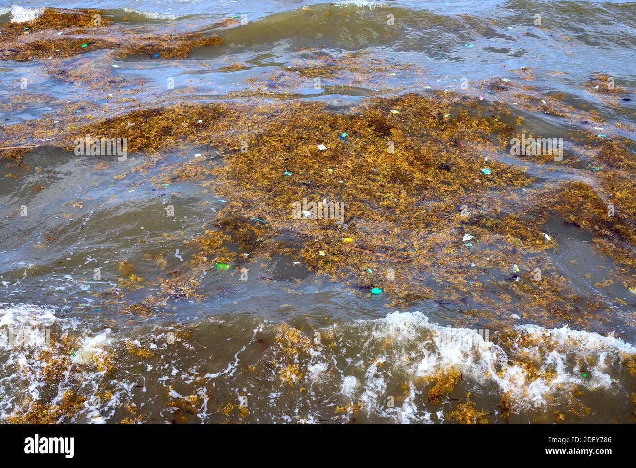 Brown seaweed float hires stock photography and images Alamy