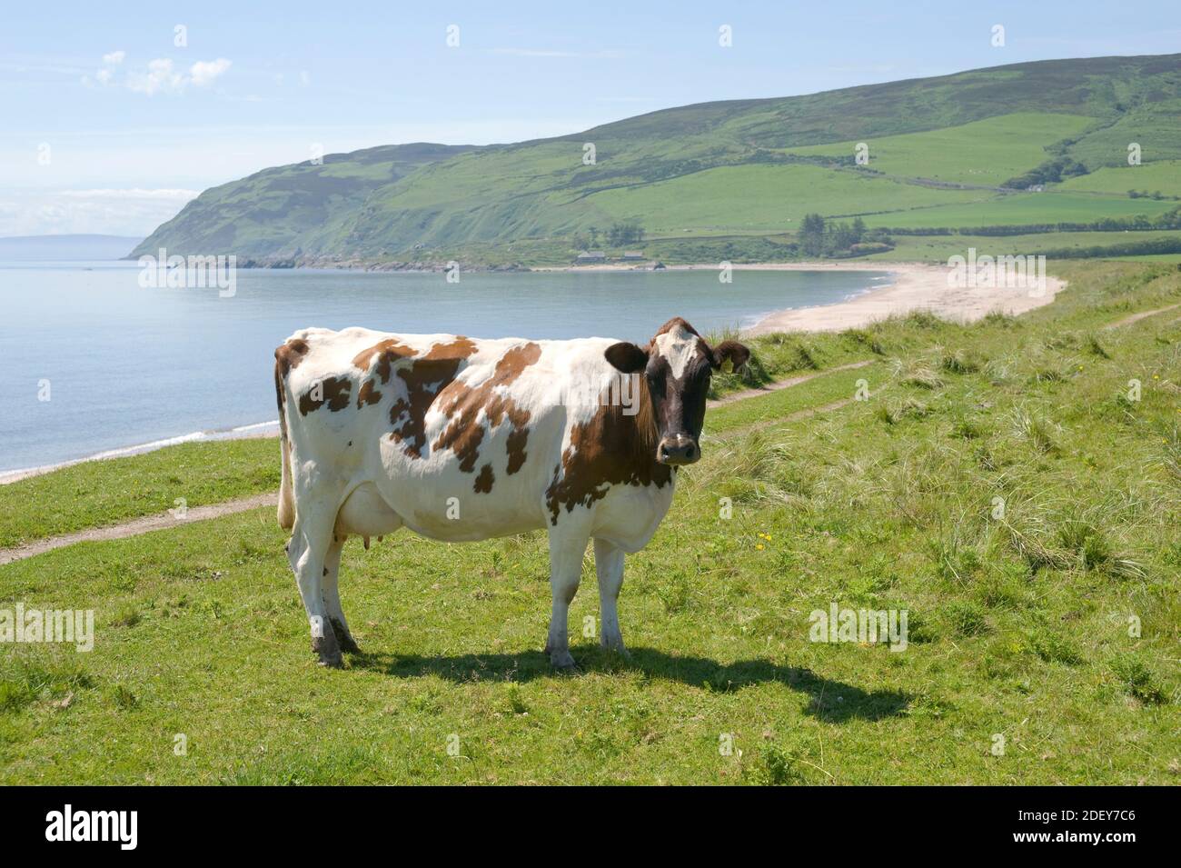 Ayrshire Dairy Cow at Southend, Kintyre. Stock Photo