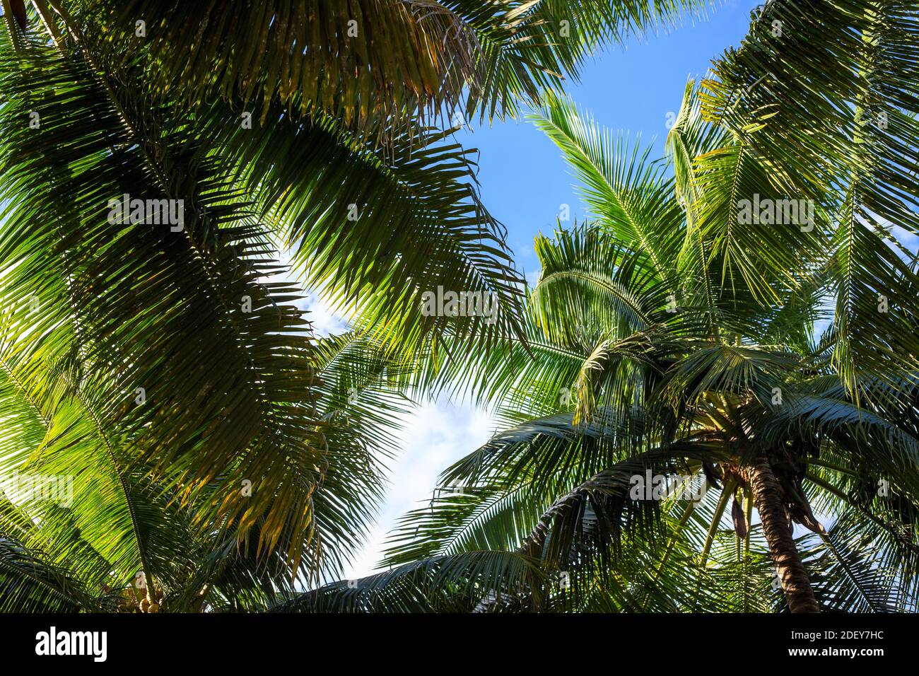 Many palm leaf on blue sky background. Tropical vacation banner template. Fluffy green palm leaf texture. Sunny day on exotic island. Summer travel ba Stock Photo
