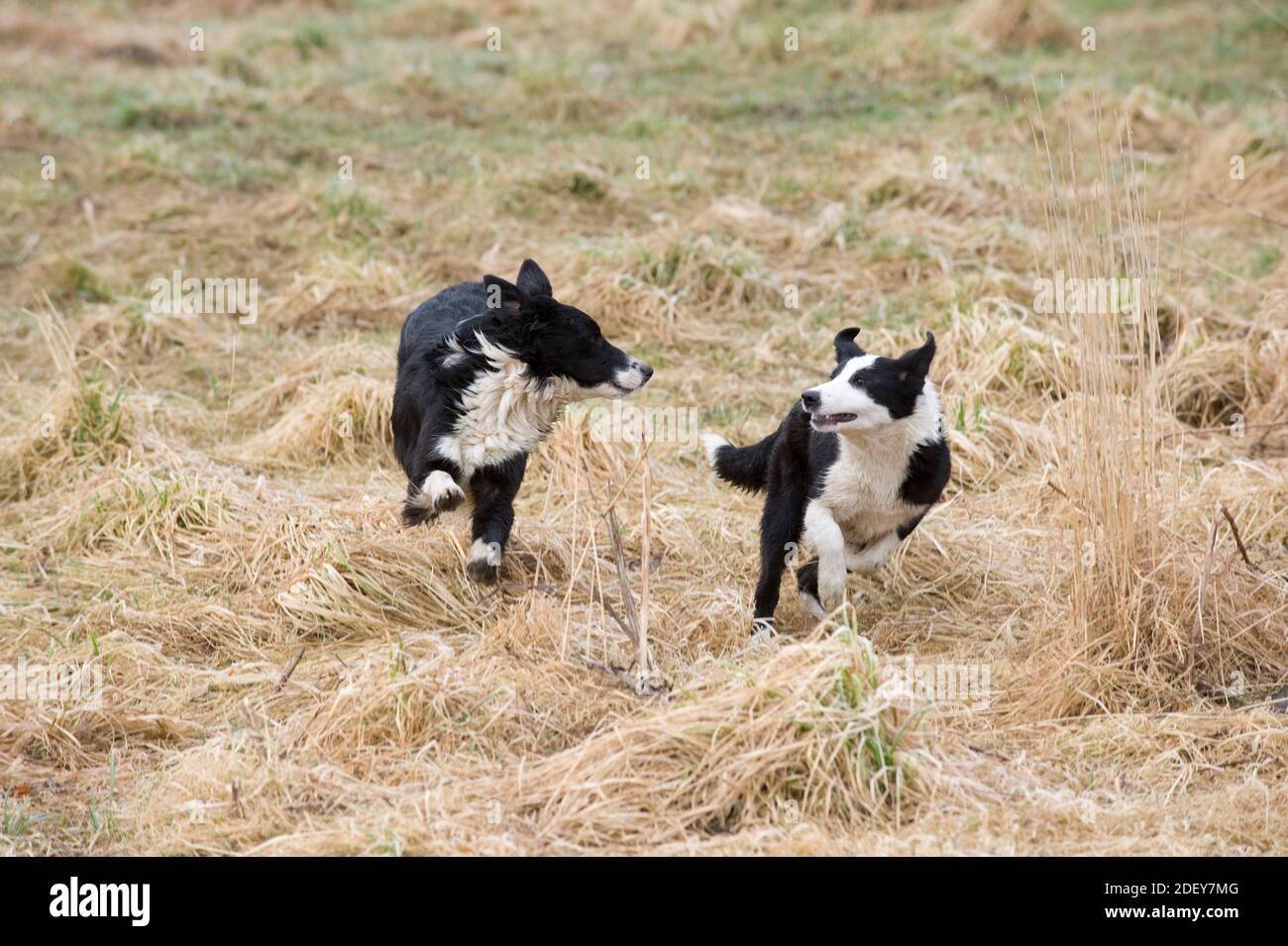Two Collies interacting whilst working, Scotland. Stock Photo