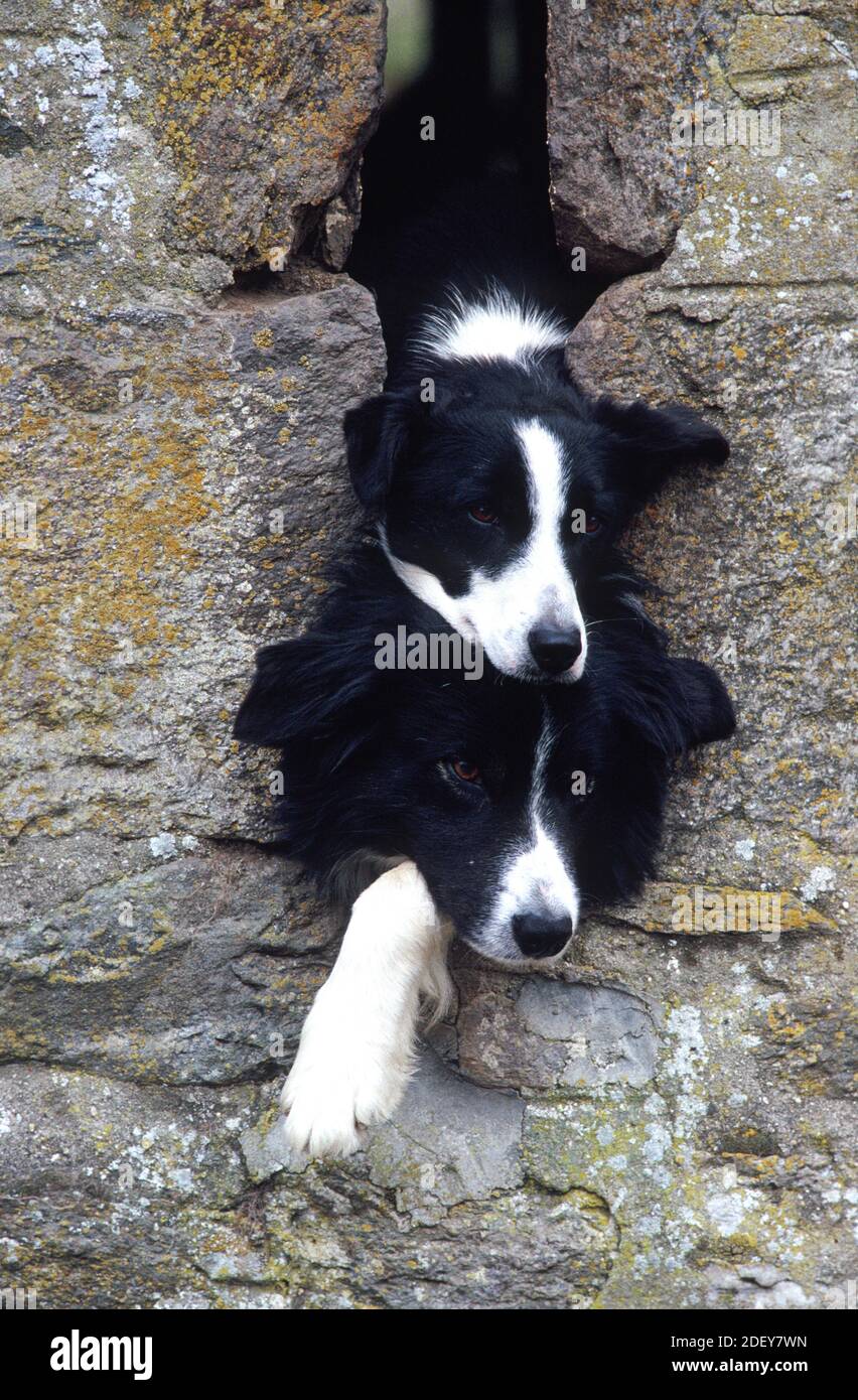 Two farm Collies looking out from a farm building Stock Photo