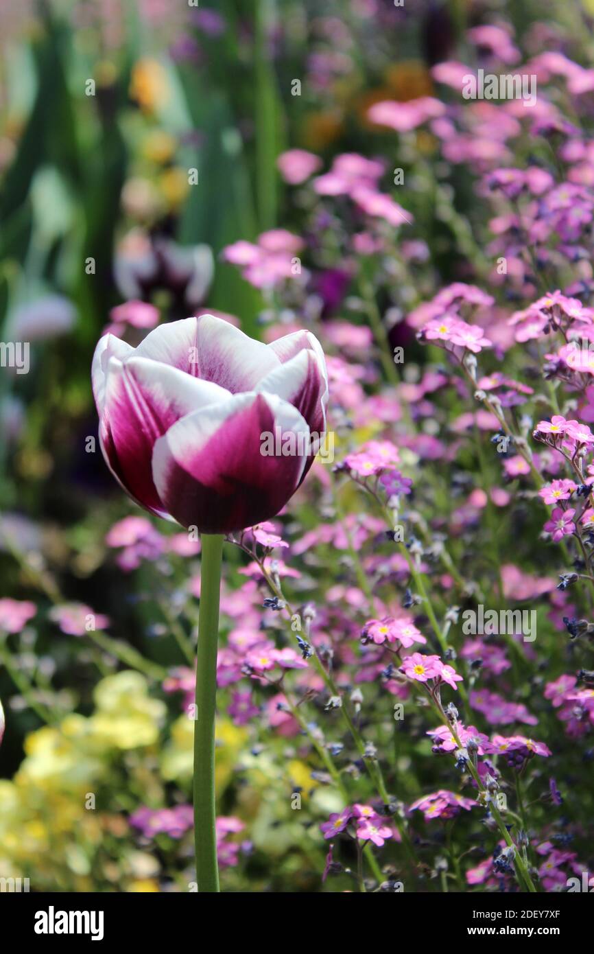 A purple tulip (Rem's favorite) blossoming in Interlaken, Switzerland. Stock Photo