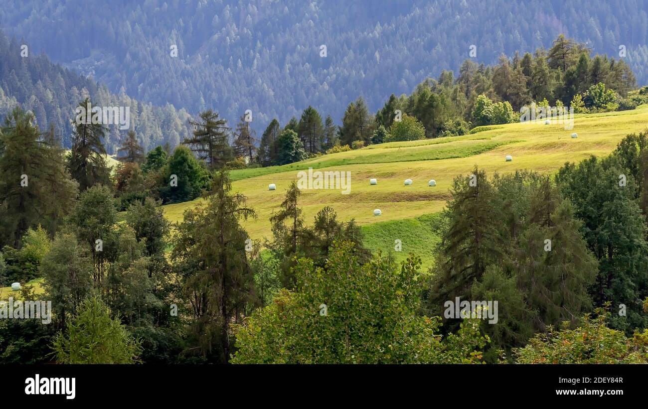 Round hay bales wrapped in a white plastic cover are lying in a beautiful green meadow near Stelvio, South Tyrol, Italy Stock Photo