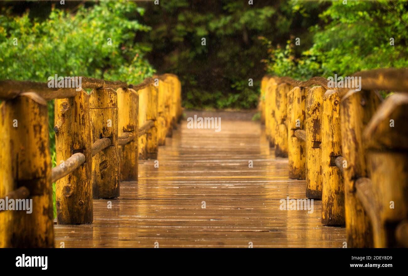 Old wooden bridge in the forest near the lake Synevyr Stock Photo - Alamy