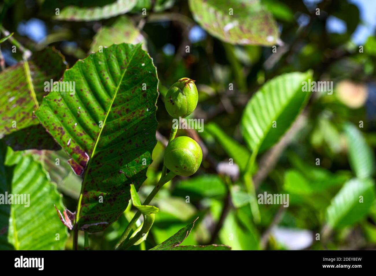 Blooming tree in sunny day with small fruit and carved leaf. Summer tree with buds and green leaf. Blooming garden abstraction. Fresh greenery backgro Stock Photo