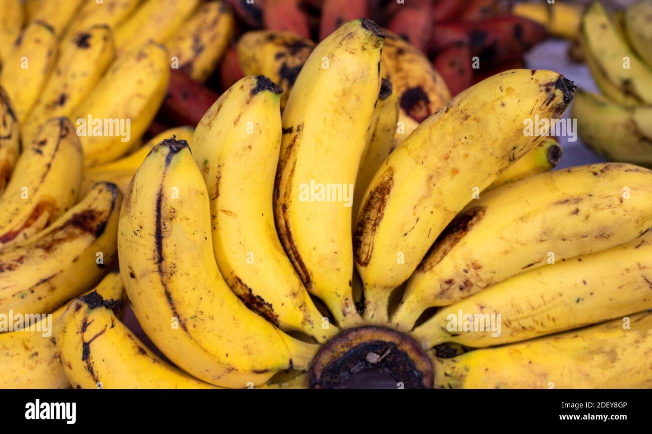 Yellow banana branch closeup photo. Simple tropical fruit on market stall. Organic farm market in South Asia. Native Banana fruit. Healthy vegetarian Stock Photo