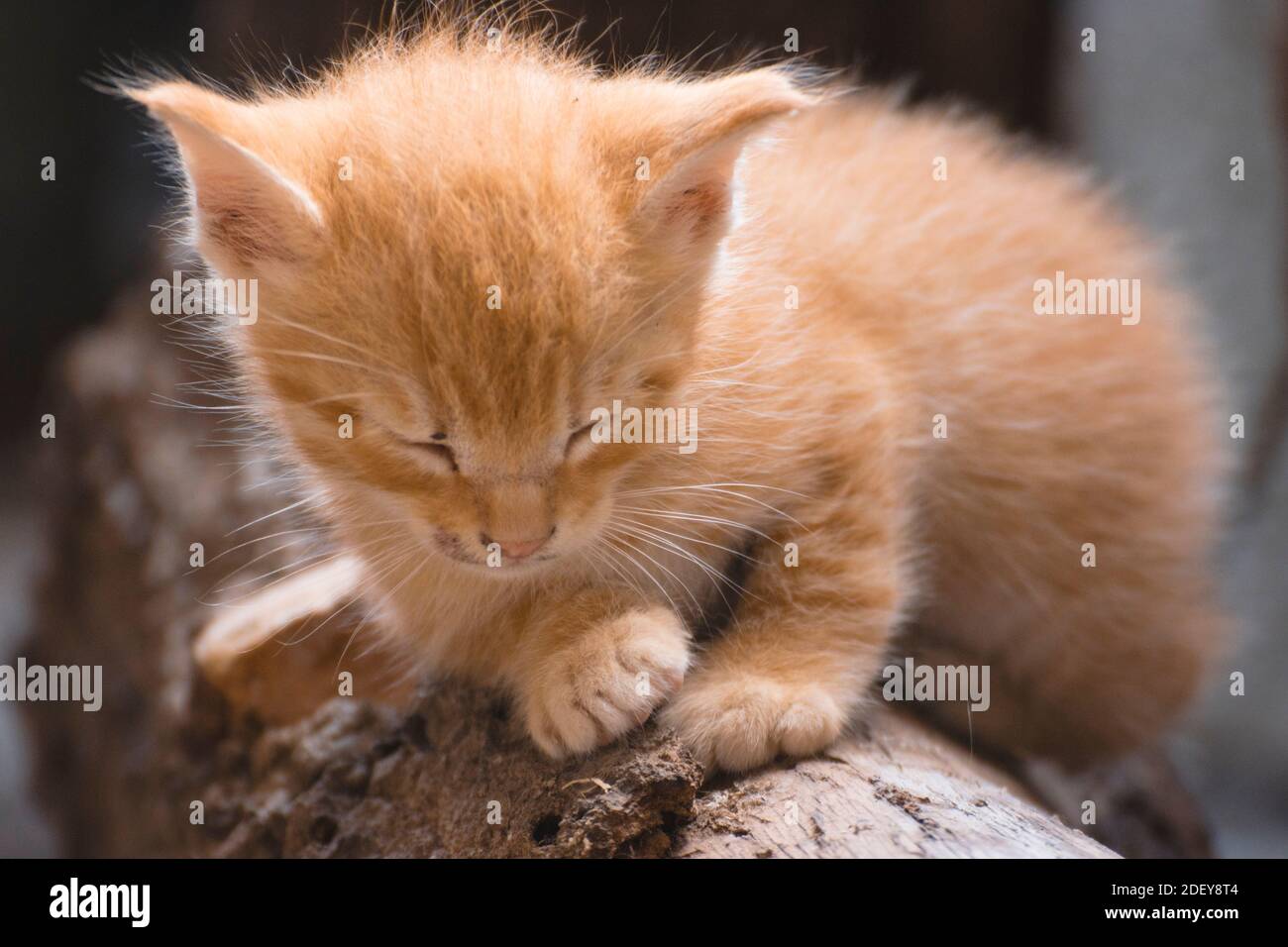 Portrait of a sleepy kitten on a log Stock Photo