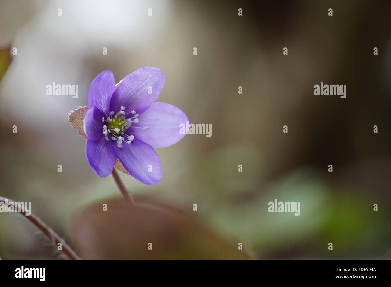 Kleines Leberblümchen, Anemone hepatica, zeigt seine volle Blüte. Stock Photo