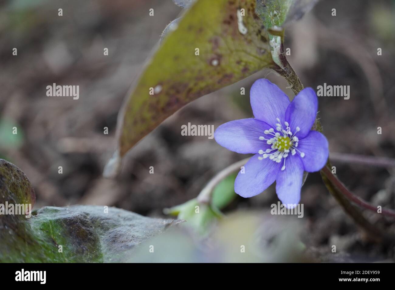 Offene Blüte eines Leberblümchens, Anemone hepatica, unter einem Blatt. Stock Photo