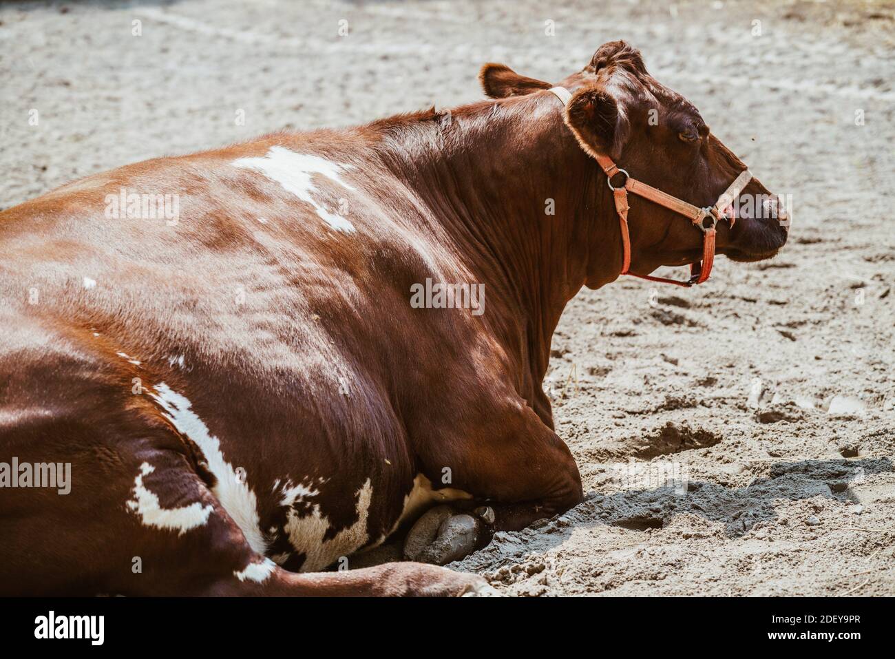 cow lying down Stock Photo Alamy
