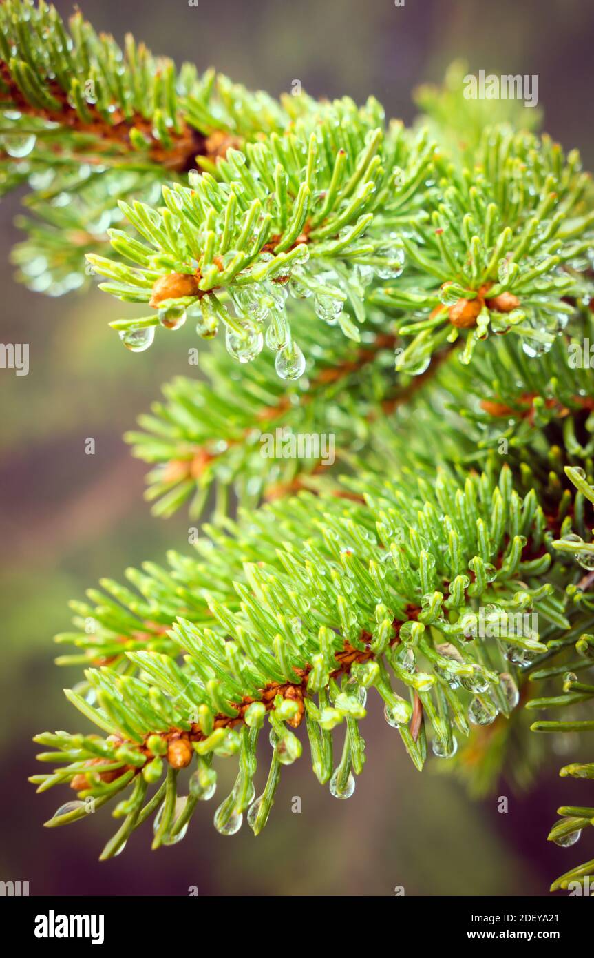 A vertical shot of raindrops on pine tree branch Stock Photo - Alamy
