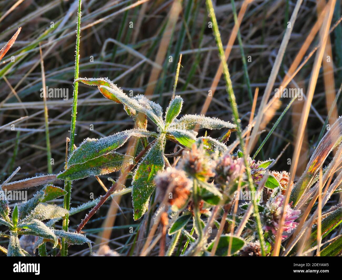 Morning Dew forms Ice Crystals and Frost on a Still Green Prairie Plant in the Dawn of a Late Fall Morning as the Sun Begins to Hit the Plant Stock Photo