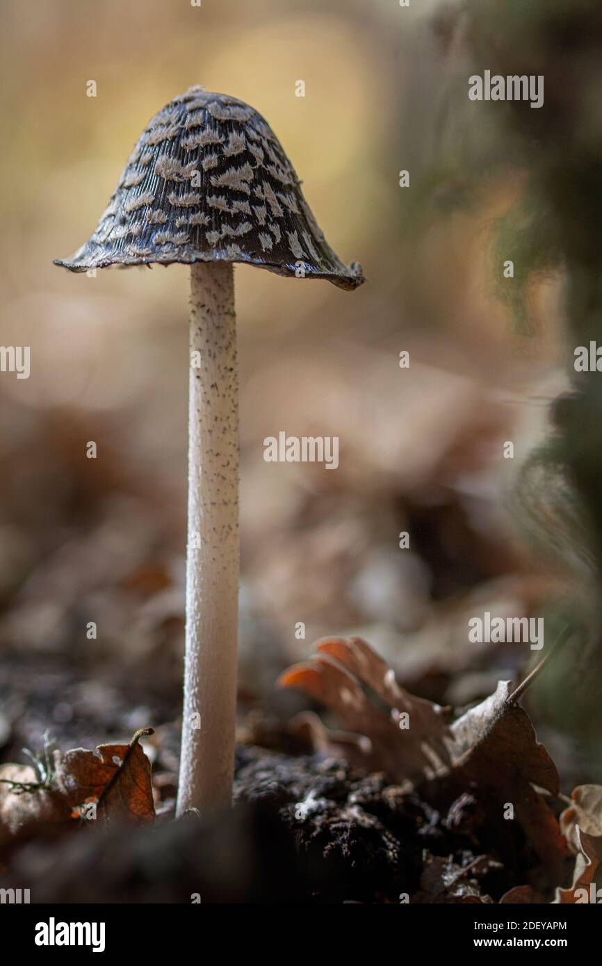 Coprinopsis magpie inkcap hi-res stock photography and images - Alamy
