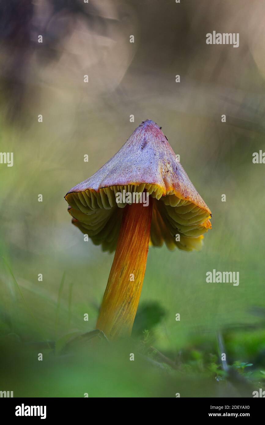 Witch's hat (Hygrocybe conica) Stock Photo