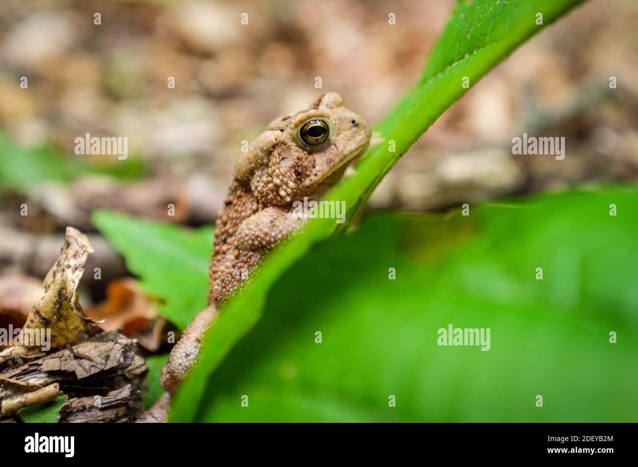 Macro grumpy Eastern American toad in natural habitat, selective focus Stock Photo