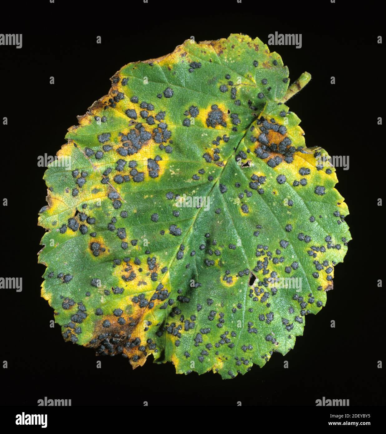 Tar spot (Platychora ulmi) dark raised lesion blisters on the surface of an elm leaf (Ulmus procera) Stock Photo