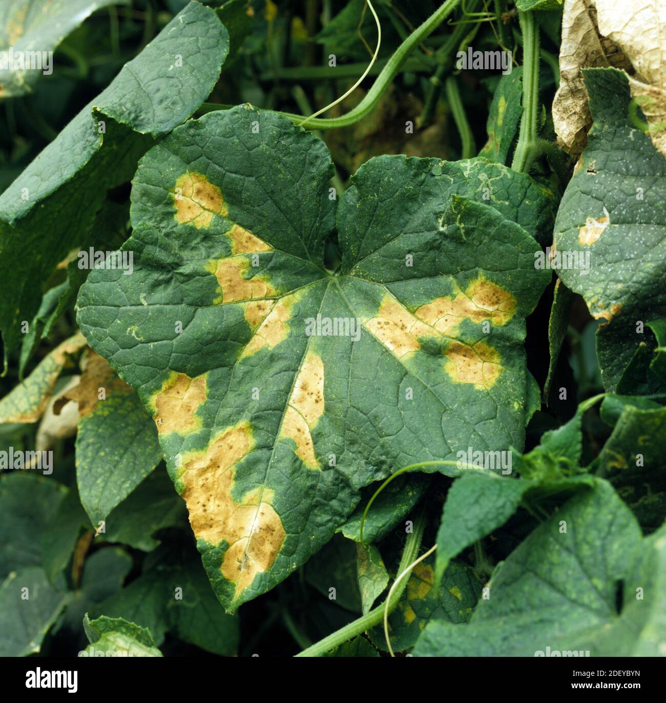Downy mildew (Pseudoperonospora cubensis) a water mould causing downy mildew lesions on the leaf of a cucumber plant, Greece Stock Photo