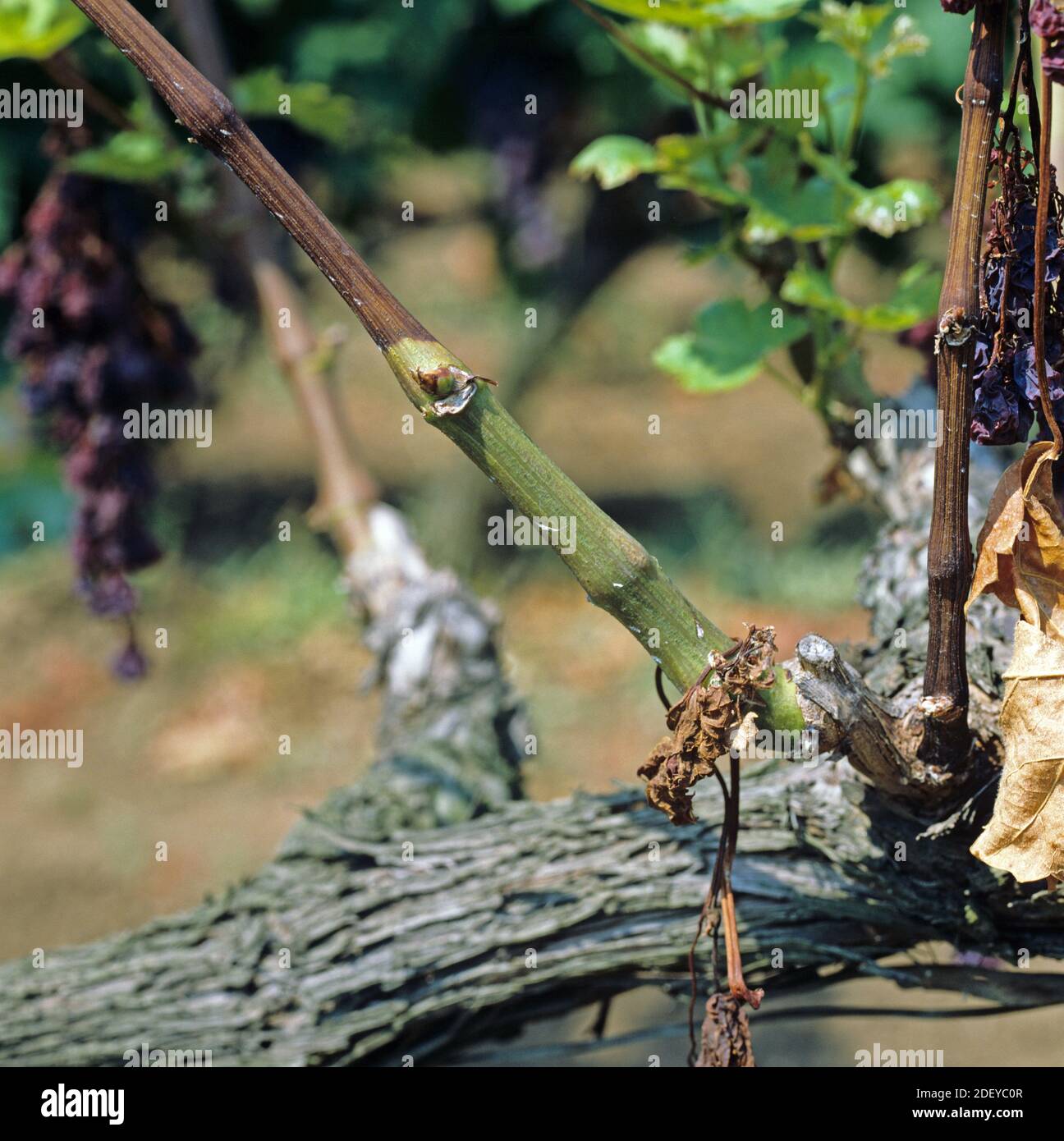 Esca disease (Apoplexy) symptoms caused by several fungal pathogens and affecting the stem and fruit of grapevines in Greece Stock Photo