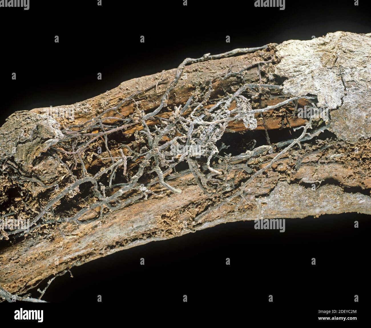 Honey fungus (Armillaria mellea) fungal disease rhizomorphs, 'boot-laces', under bark of oak (Quercus sp.) tree wood Stock Photo