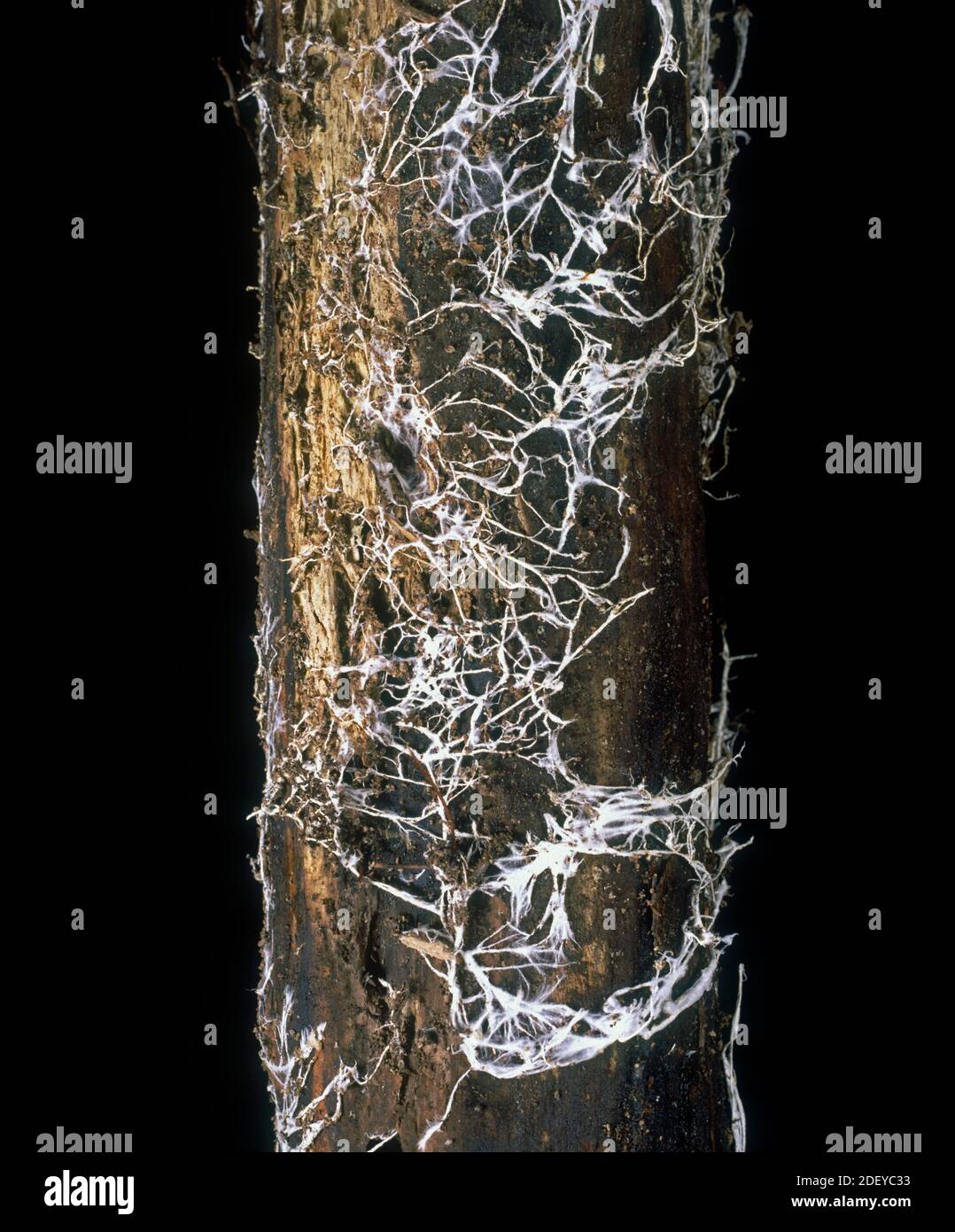 Honey fungus (Armillaria mellea) fungal disease growing white mycelium under the bark of oak (Quercus sp.) tree wood Stock Photo