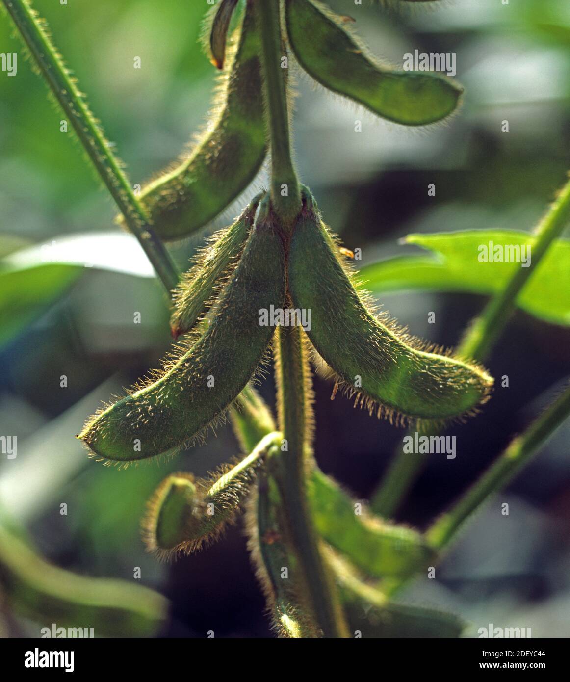 Mature unripe green soybean (Glycine max) pods with hairs back lit by low sunlight in a crop, Thailand Stock Photo