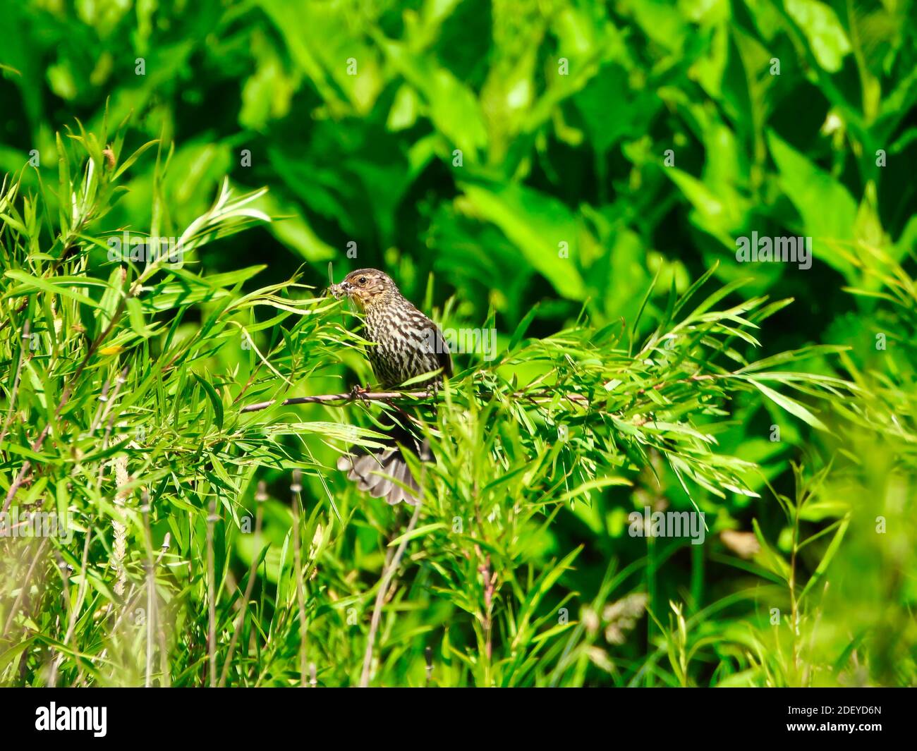 Female Red-Winged Blackbird with Insect in Mouth Flares her Tail to ...