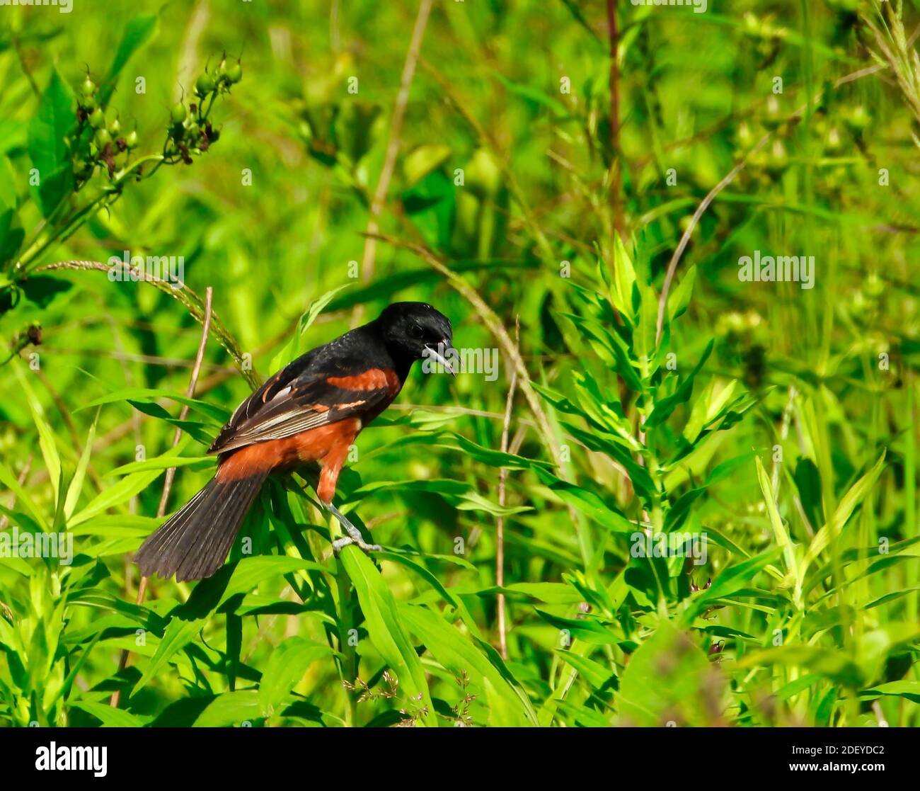 Orchard Oriole Bird Perched in Beautiful Black and Chestnut Red Feather Perched Among Green Foliage with Beak Wide Open Stock Photo