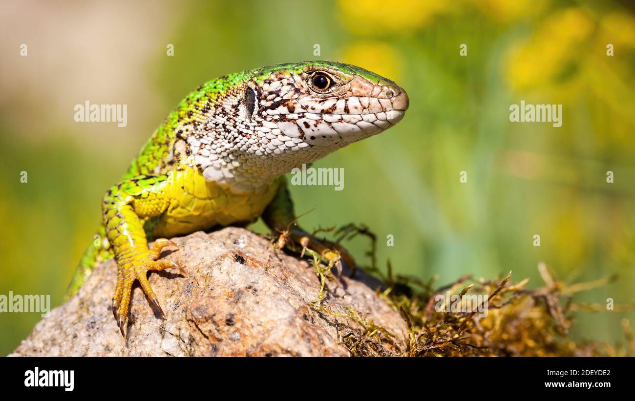 European green lizard basking on rock in summer. Stock Photo