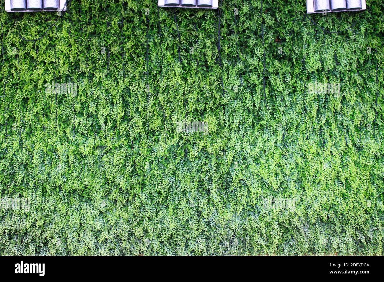 Artificial fake plant wall decoration background Stock Photo Alamy