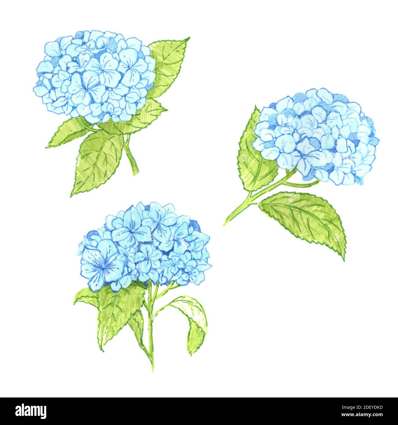 Watercolor Summer Floral Set of Vintage Blooming Hydrangea, Watercolor  Botanical Natural Collection Isolated on White background. Floral Design  Elemen Stock Photo - Alamy