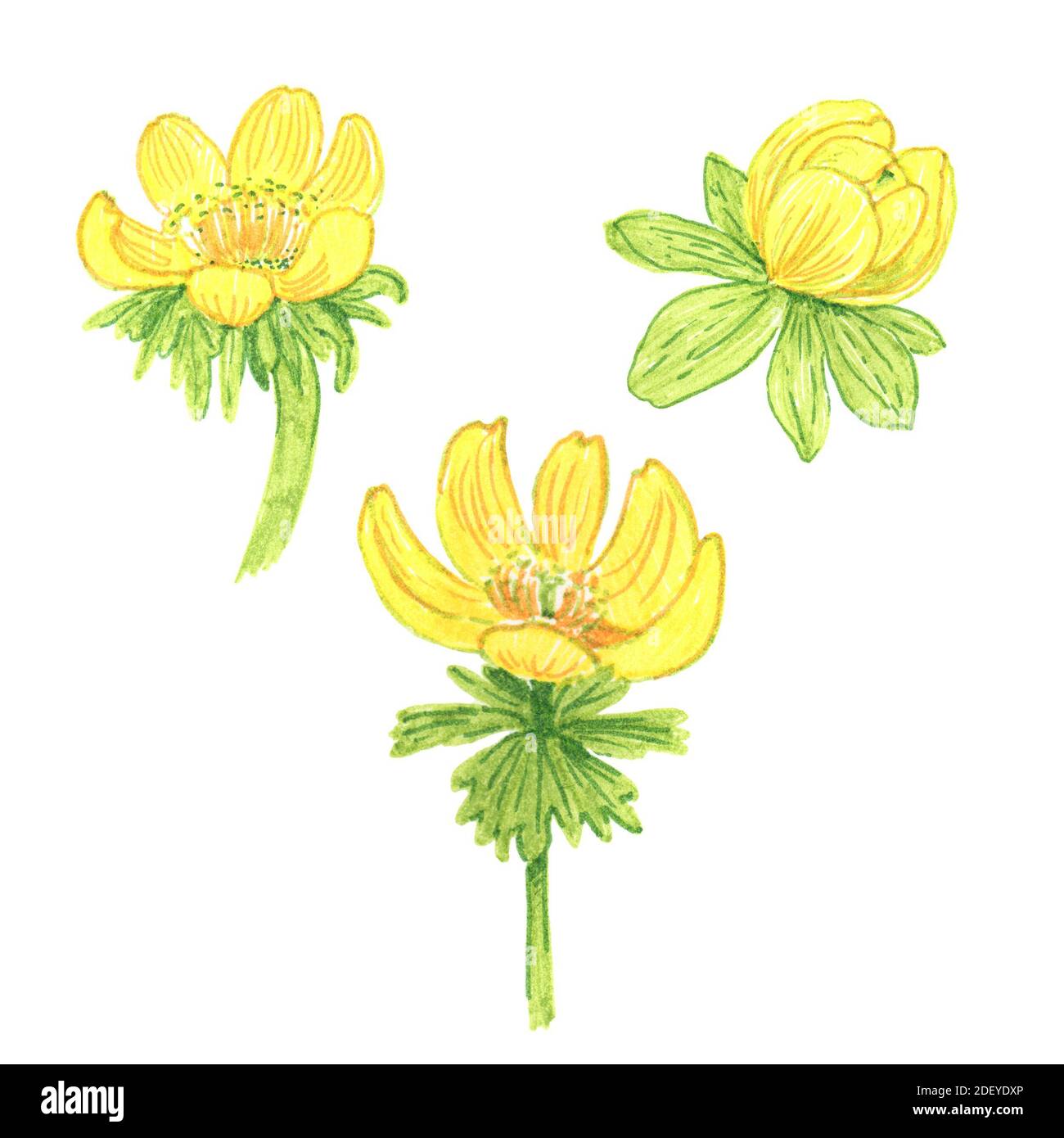 Eranthis or winter aconite set isolated on white background, drawing with markers, design element for packaging, wedding invitation, greeting card, po Stock Photo