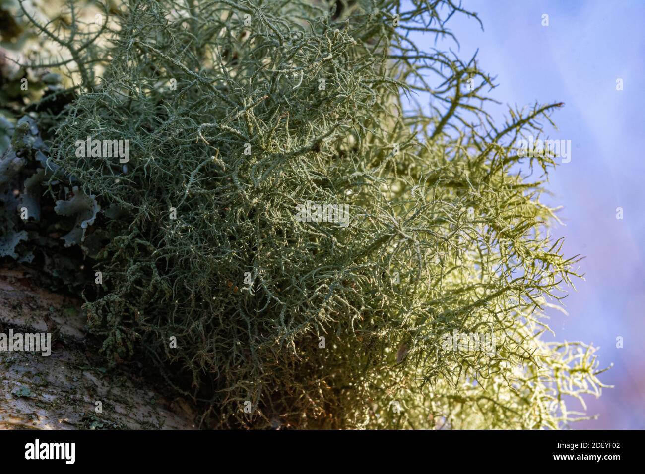 Macro Detail of Beard Lichen (Usnea subfloridana) Growing on a Tree Trunk with Foliose LichenI Indicating No Pollution. Stock Photo