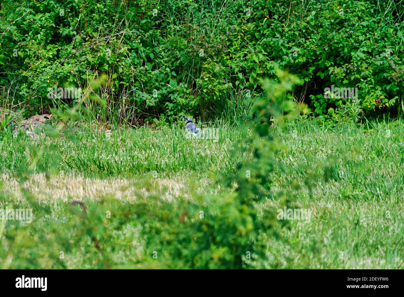 Bluejay Bird Sits on the Ground in the Grass Showing Off Bright Blue Feathers Around Green Foliage Stock Photo