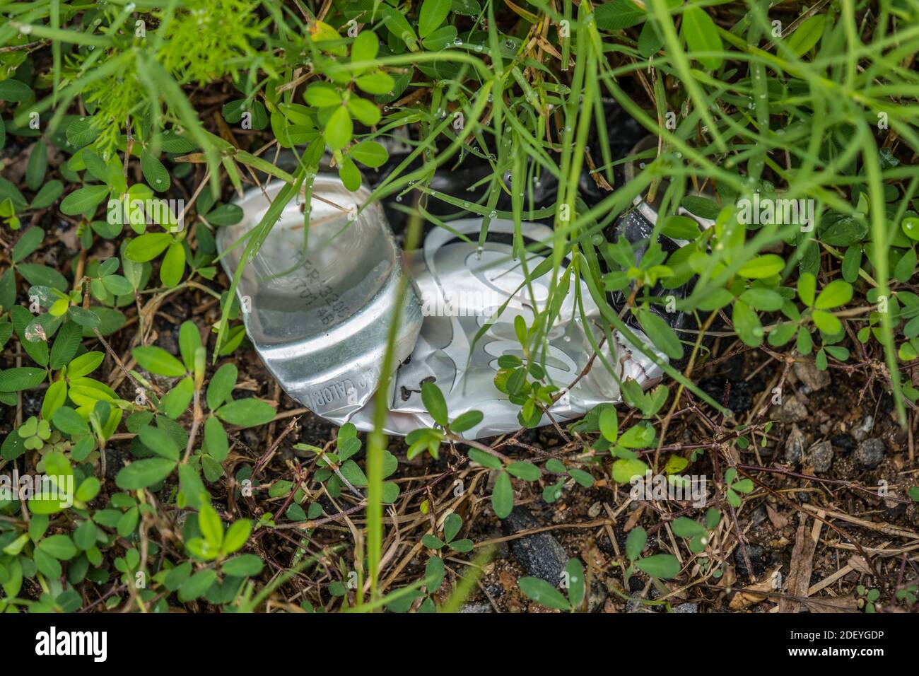 Crushed and discarded carelessly on the ground laying underneath the weeds outdoors polluting the environment Stock Photo