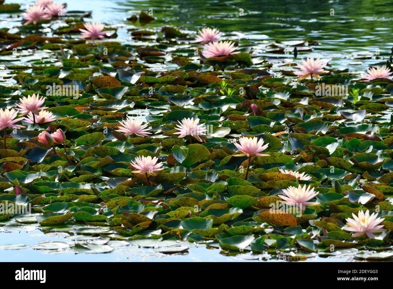 Pink Water Lilies with Short Depth of Focus Among a Bed of Lily Pads Stock Photo