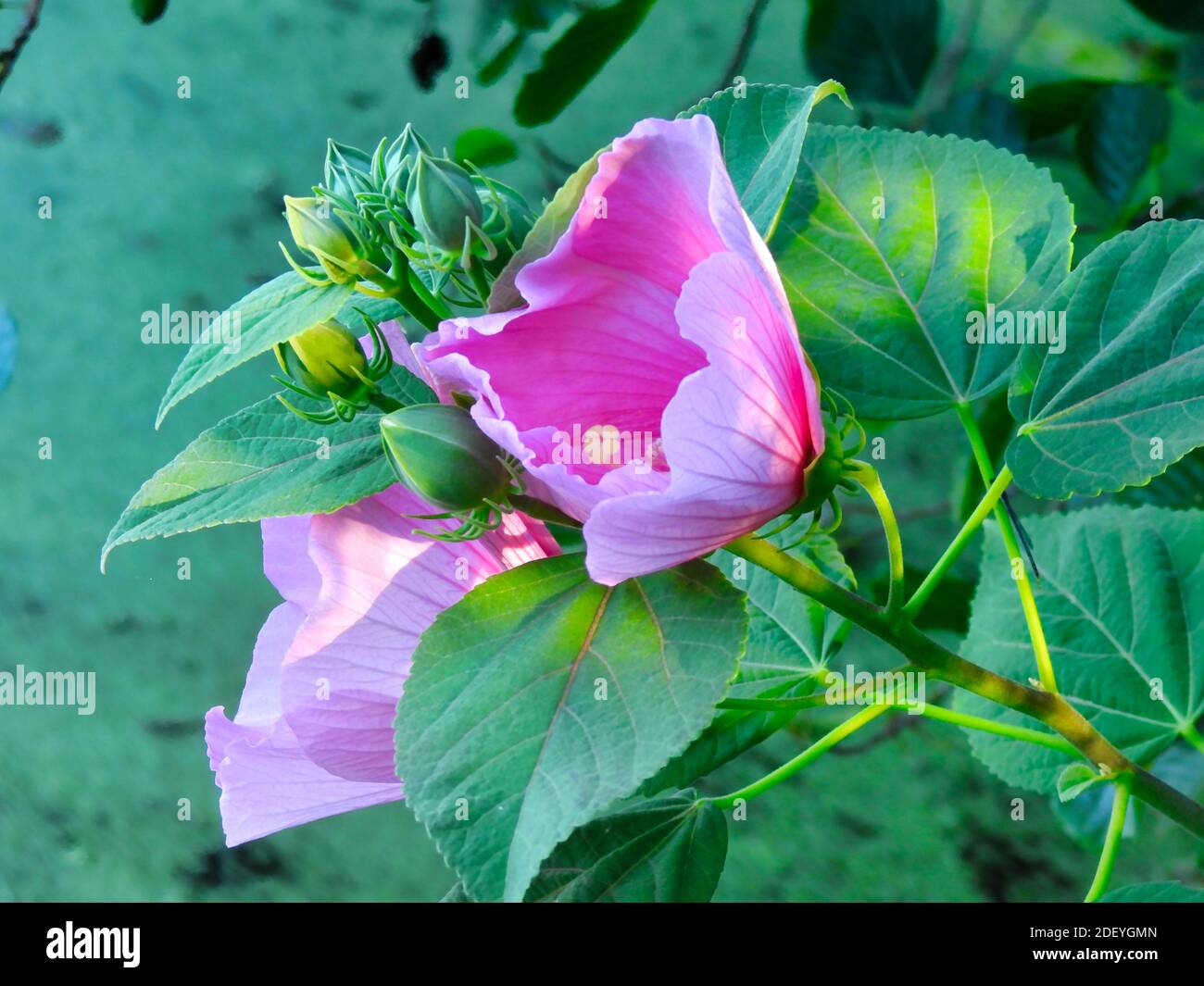 Pink flower with leaves hi-res stock photography and images - Alamy