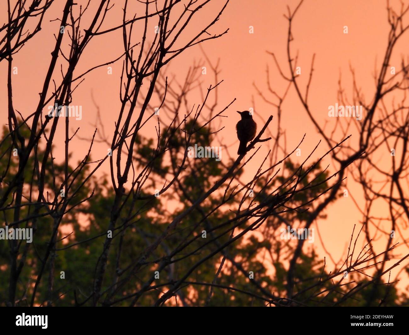 Silhouetted Bird and Tree Branches and Leaves in Brilliant Orange Sunrise on a Warm Summer Day Stock Photo