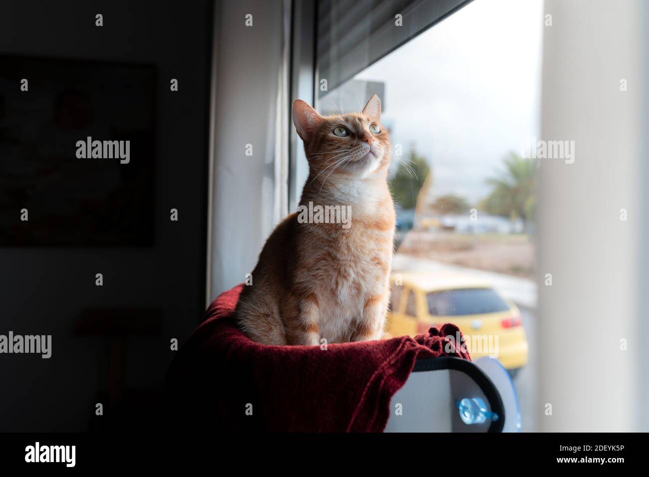 brown tabby cat sitting on a hammock by the window, looks up Stock ...