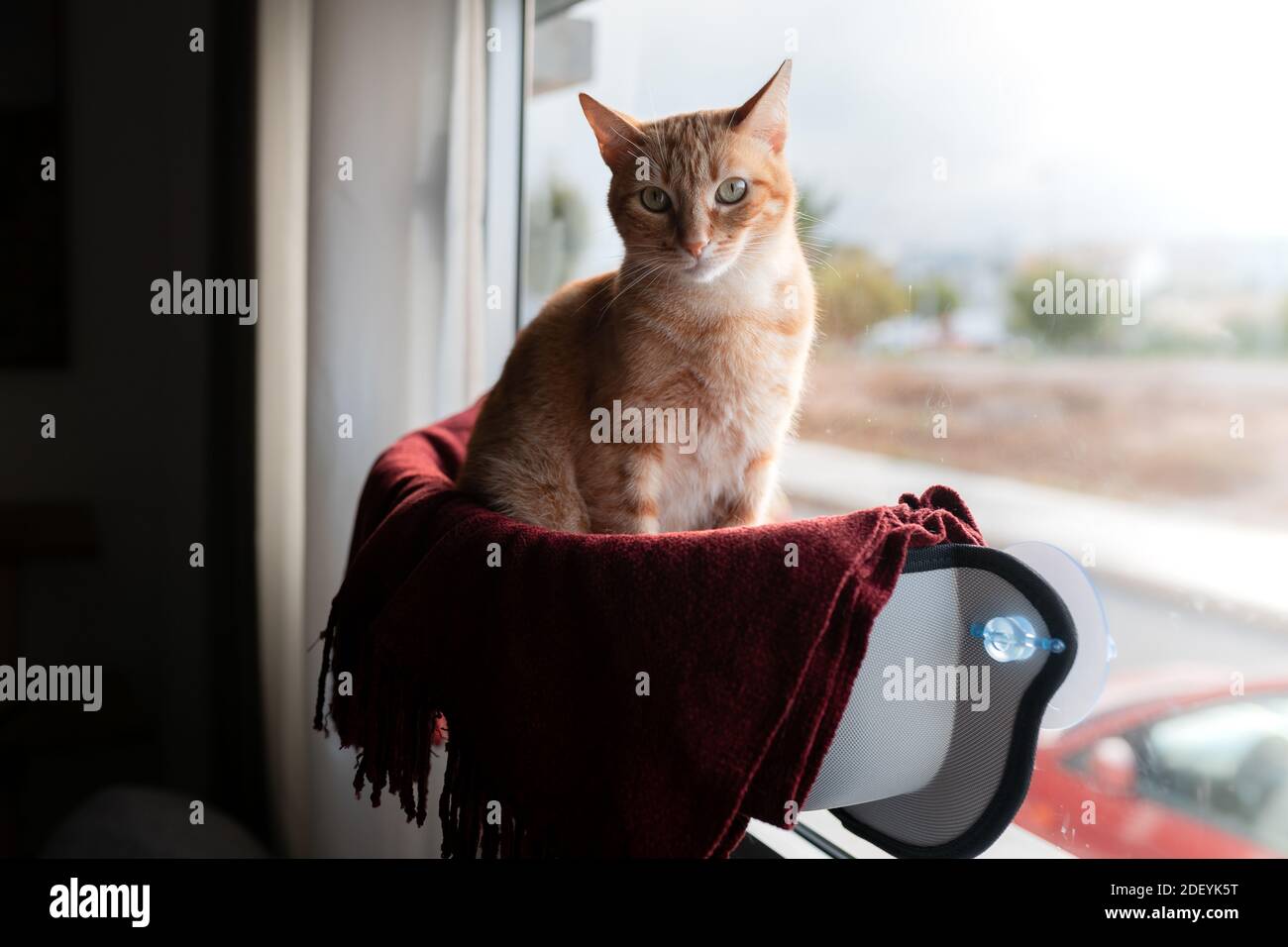 brown tabby cat sitting on a hammock by the window, looks at the camera ...