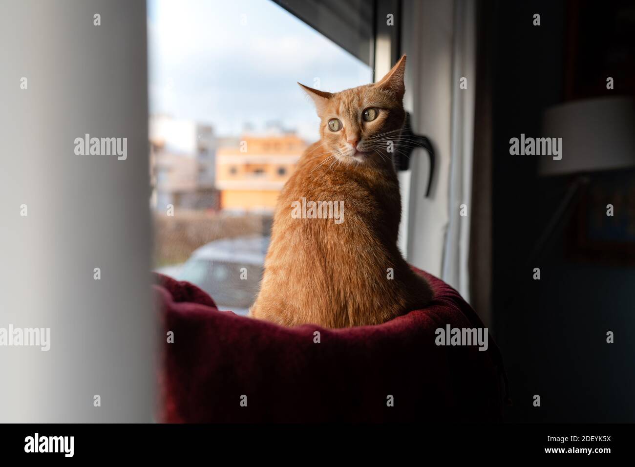 brown tabby cat sitting on a hammock by the window, looks back Stock ...