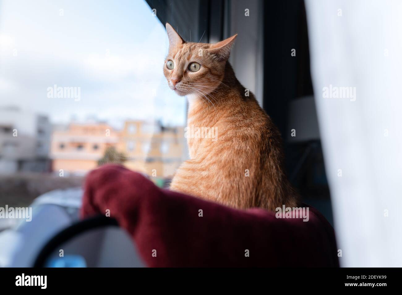 brown tabby cat sitting on a hammock , looks outside from the window ...