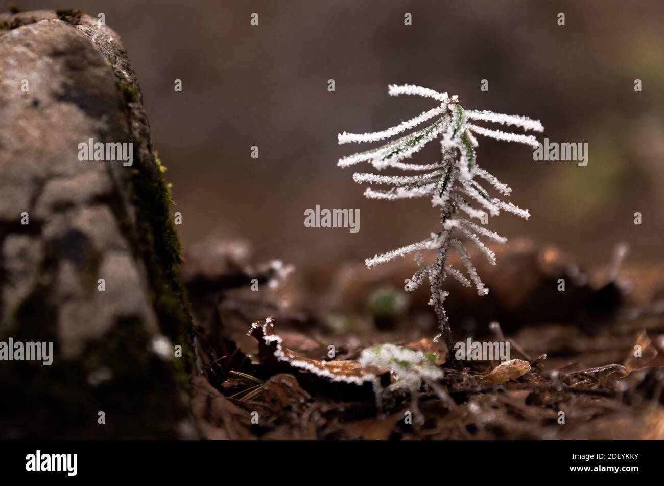 A little and young tree with snow on its branch standing alone in the wood. Stock Photo