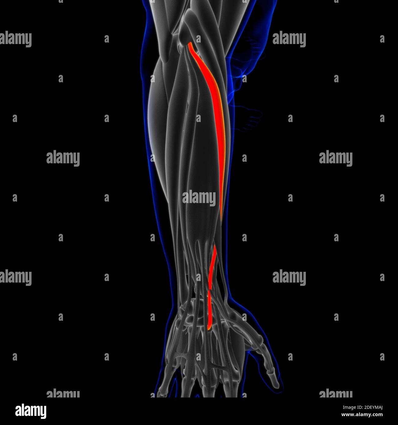 Muscle is a soft tissue, Muscle cells contain proteins , producing a contraction that changes both the length and the shape of the cell. Muscles funct Stock Photo