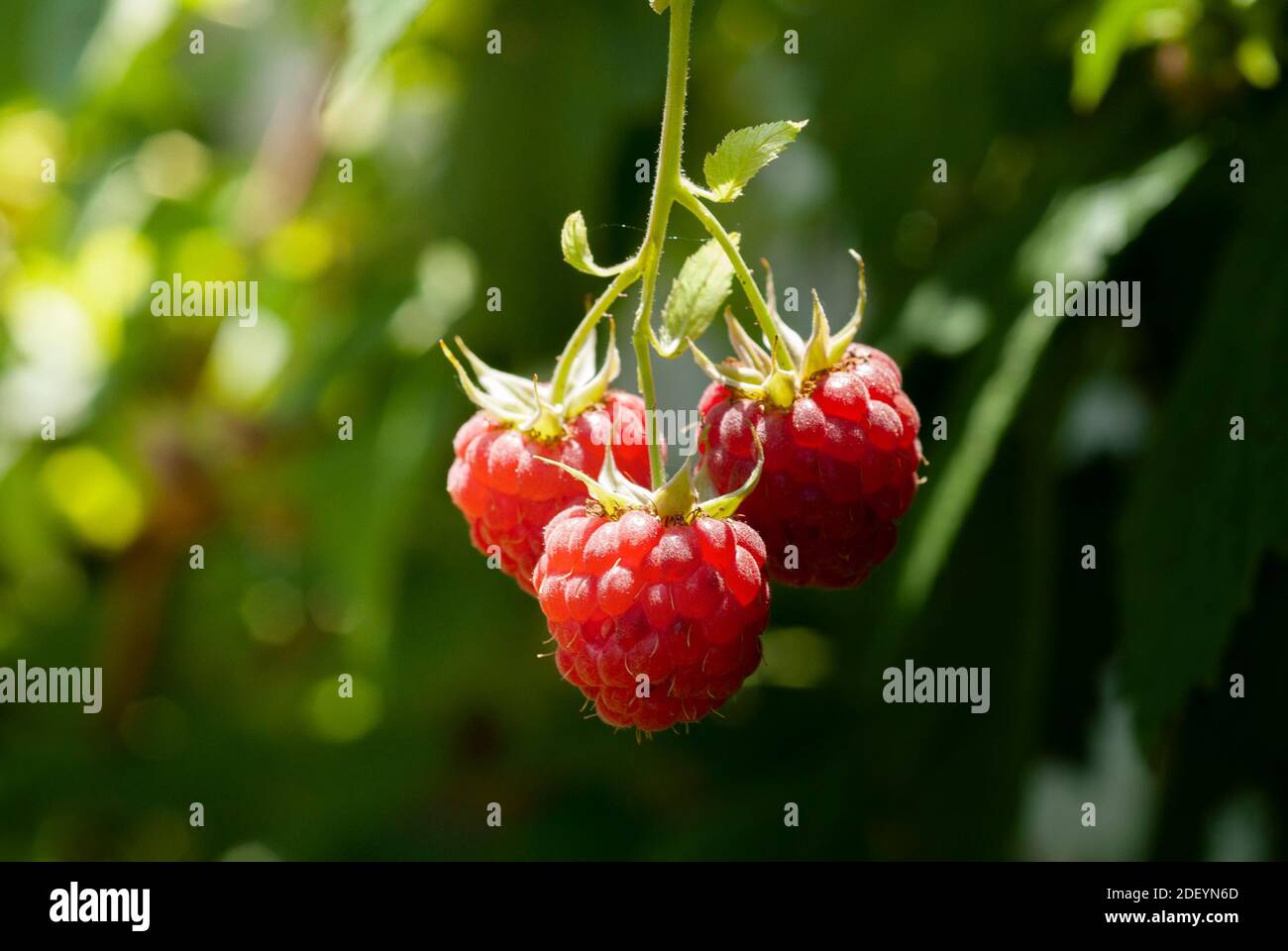 Macro image of fresh ripe raspberries Stock Photo - Alamy
