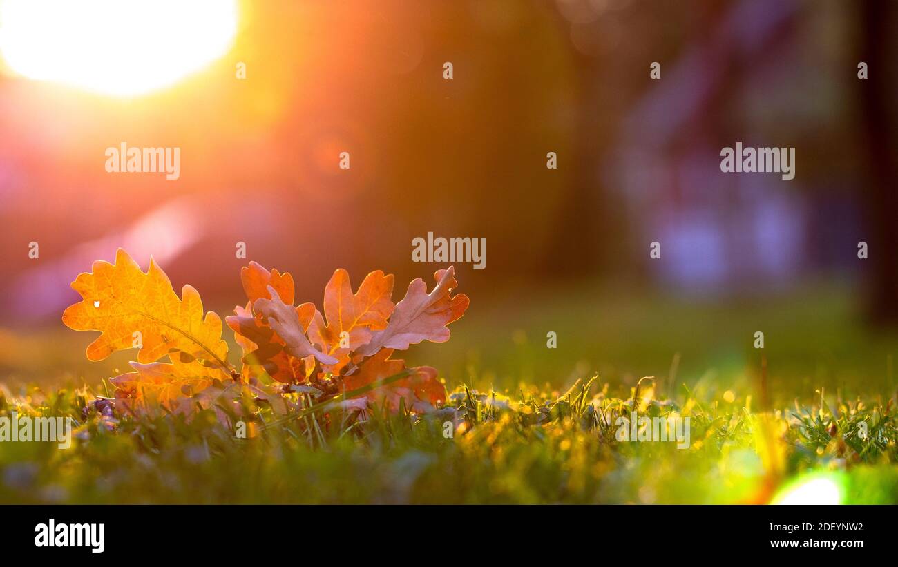 Autumn leaf on green grass, macro closeup Stock Photo - Alamy