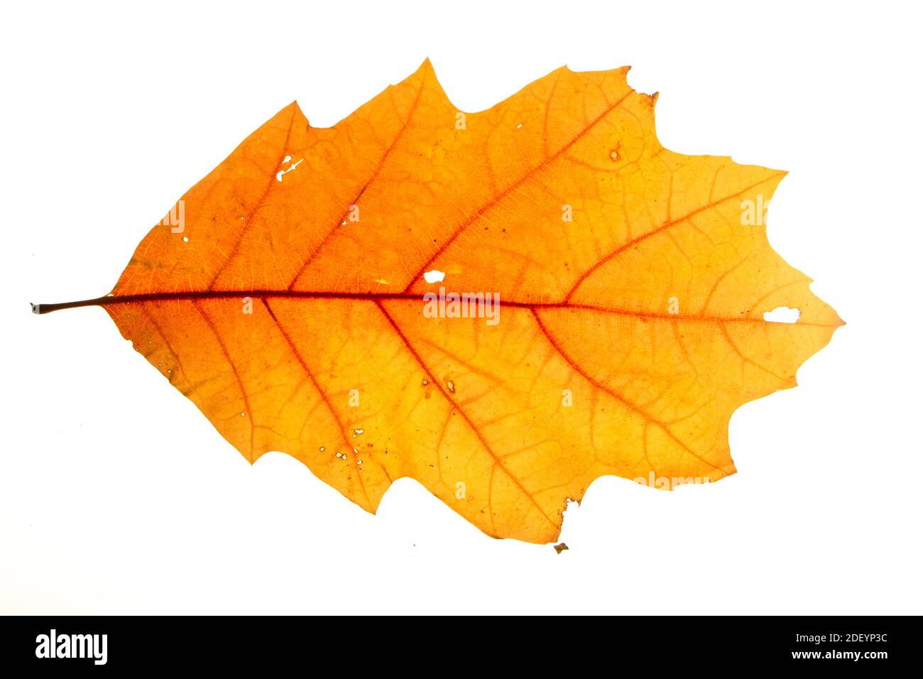 Yellow autumn leaf oak isolated on white background Stock Photo - Alamy